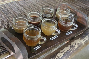 Wisata Kopi Bali
