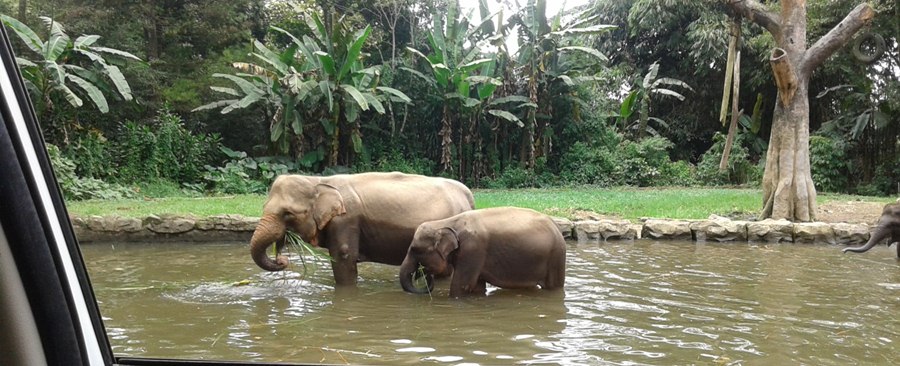 Taman Safari Bogor