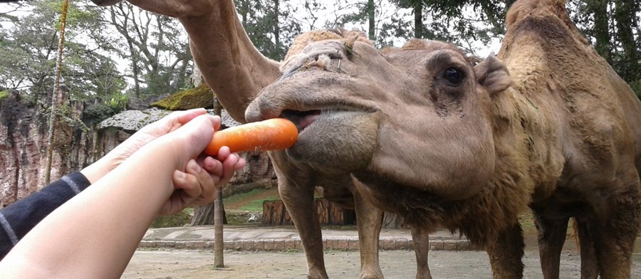 Taman Safari Bogor